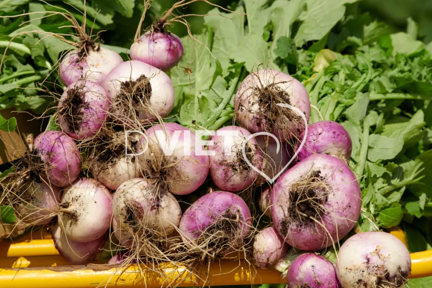 Photo Dominique VIET - Récolte des navets