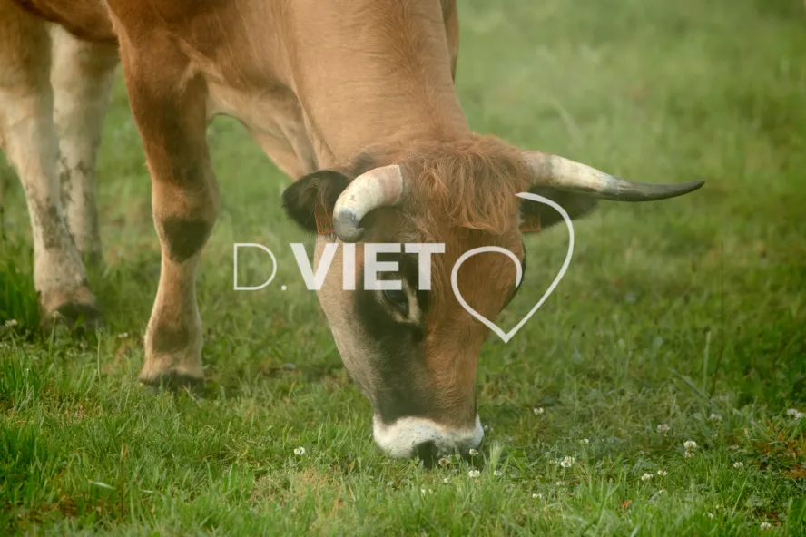 Photo Dominique VIET - Vaches et prè