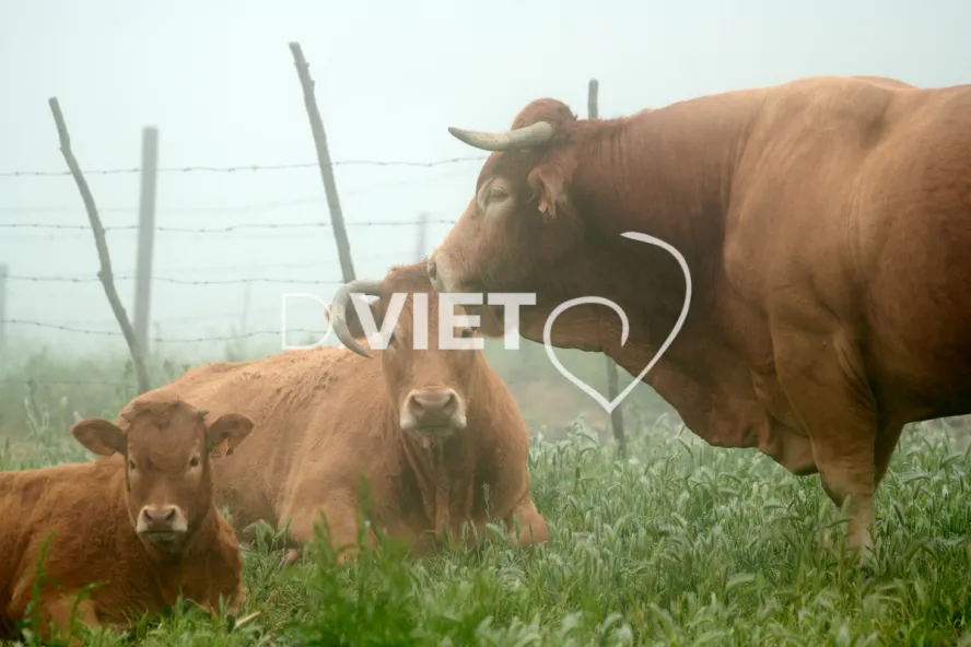 Photo Dominique VIET - Vaches et prè Limousines