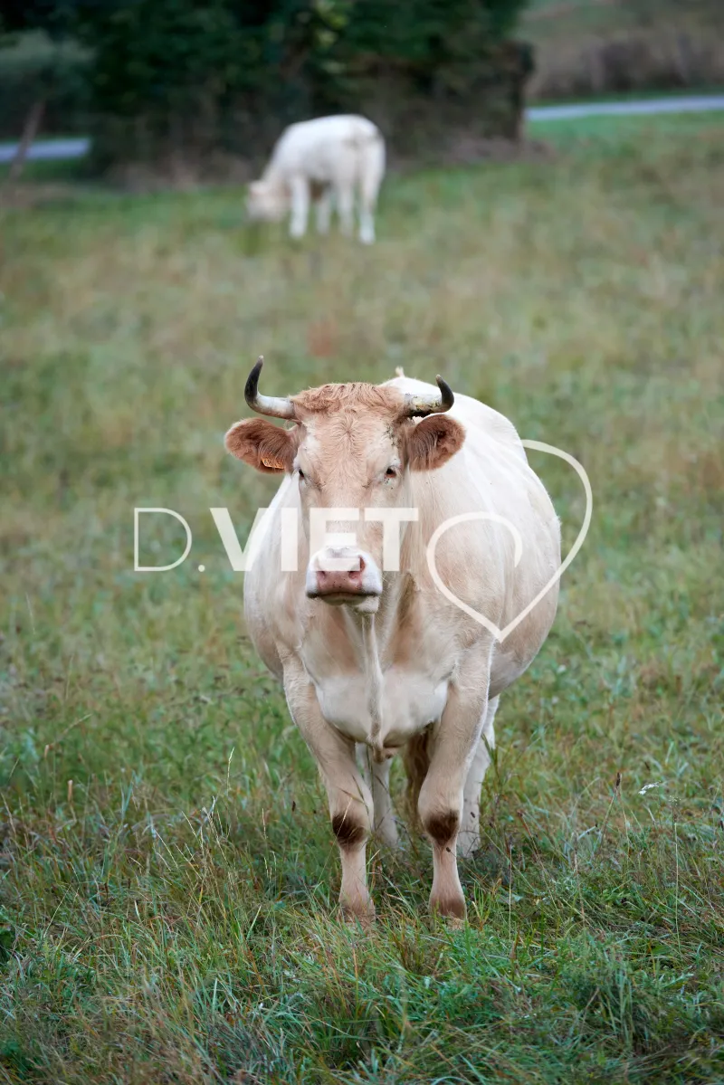 Photo Dominique VIET - Portraits de vaches