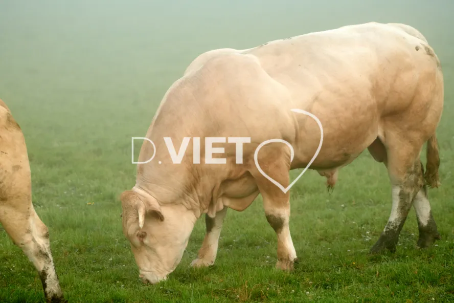 Photo Dominique VIET - Vaches et prè