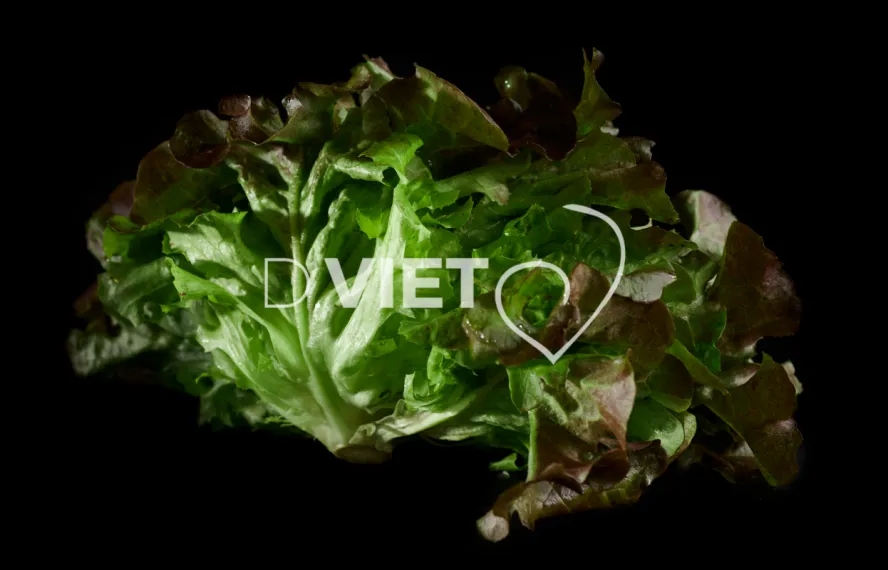 Photo Dominique VIET - Salades