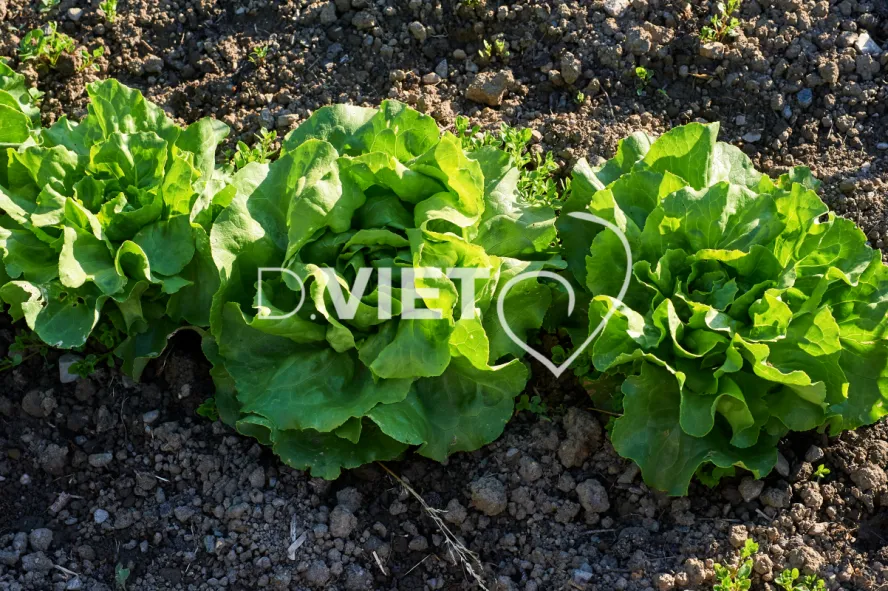 Photo Dominique VIET - Salades