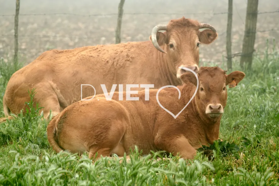 Photo Dominique VIET - Vaches et prè Limousines