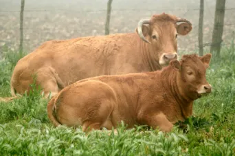 Photo Dominique VIET - Vaches et pr&egrave; Limousines