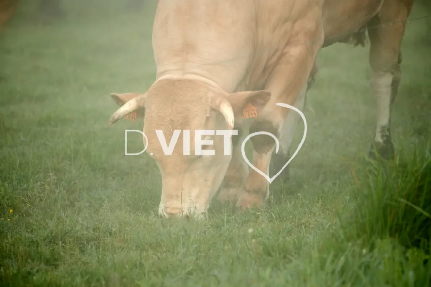 Photo Dominique VIET - Vaches et prè