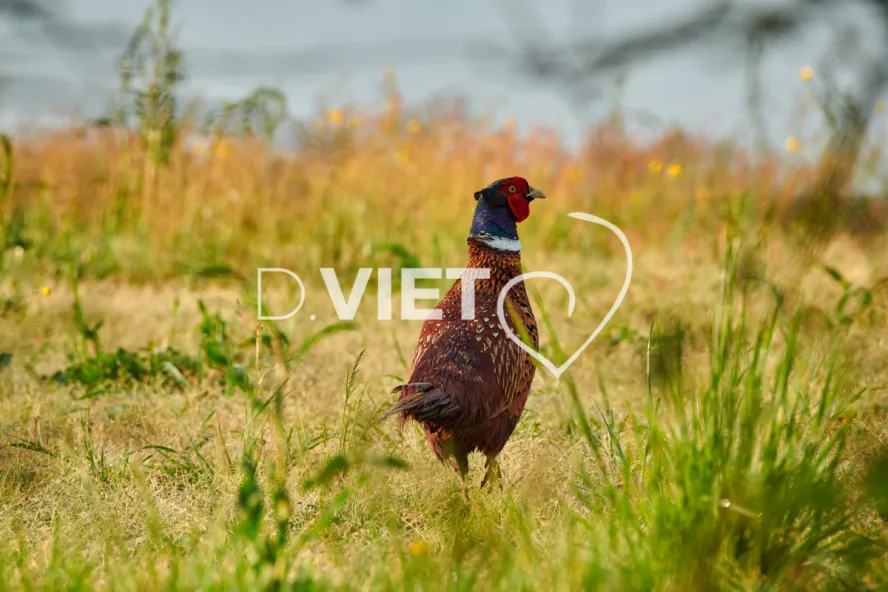 Photo Dominique VIET - Faisans