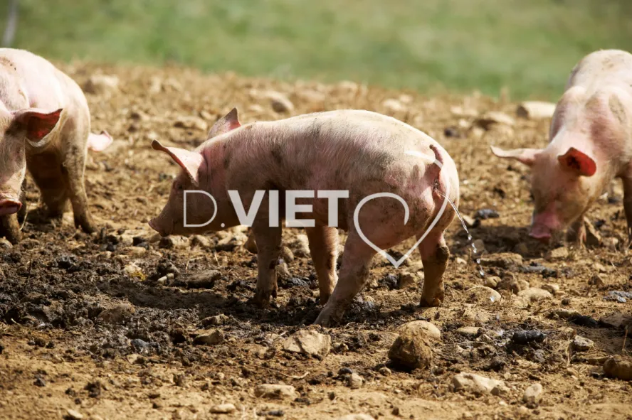 Photo Dominique VIET - Porcelets