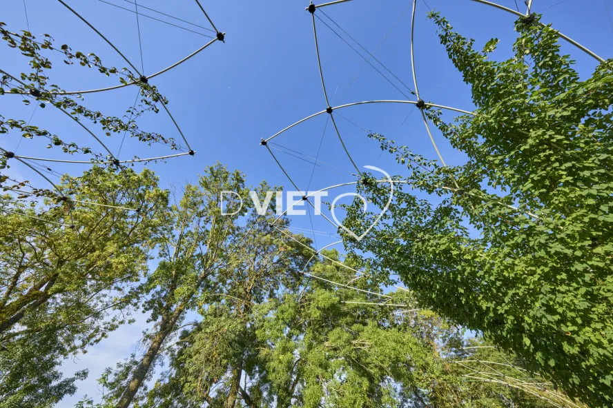 Photo Dominique VIET - CANOPEE
