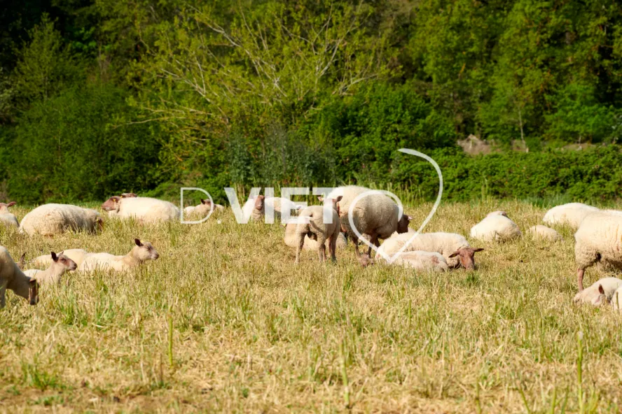 Photo Dominique VIET - Moutons rouges de l'ouest