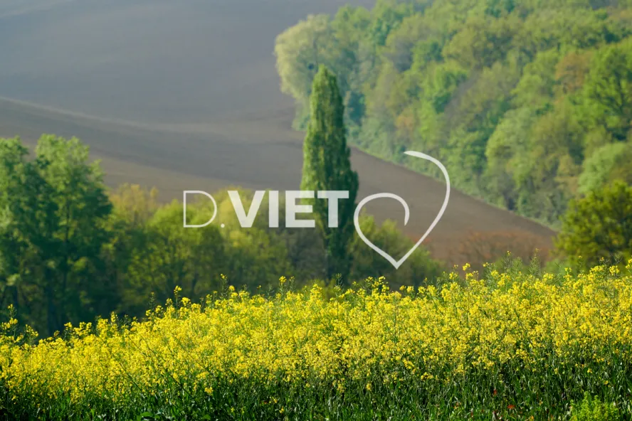 Photo Dominique VIET - Colza