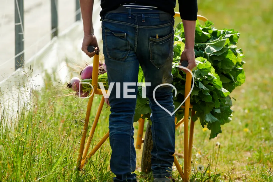 Photo Dominique VIET - Récolte des navets