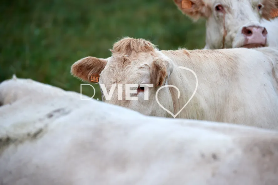 Photo Dominique VIET - Portraits de vaches