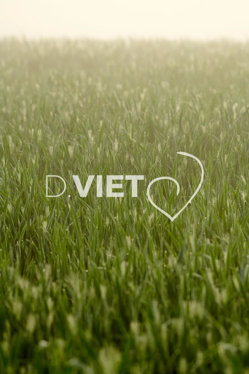 Photo Dominique VIET - Rosée du matin