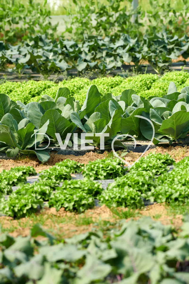 Photo Dominique VIET - Les serrres