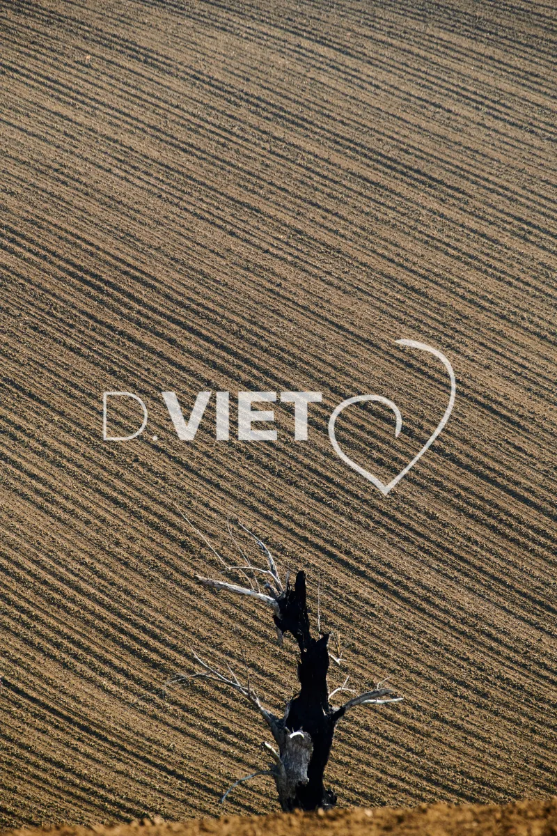 Photo Dominique VIET - Terres et Arbres