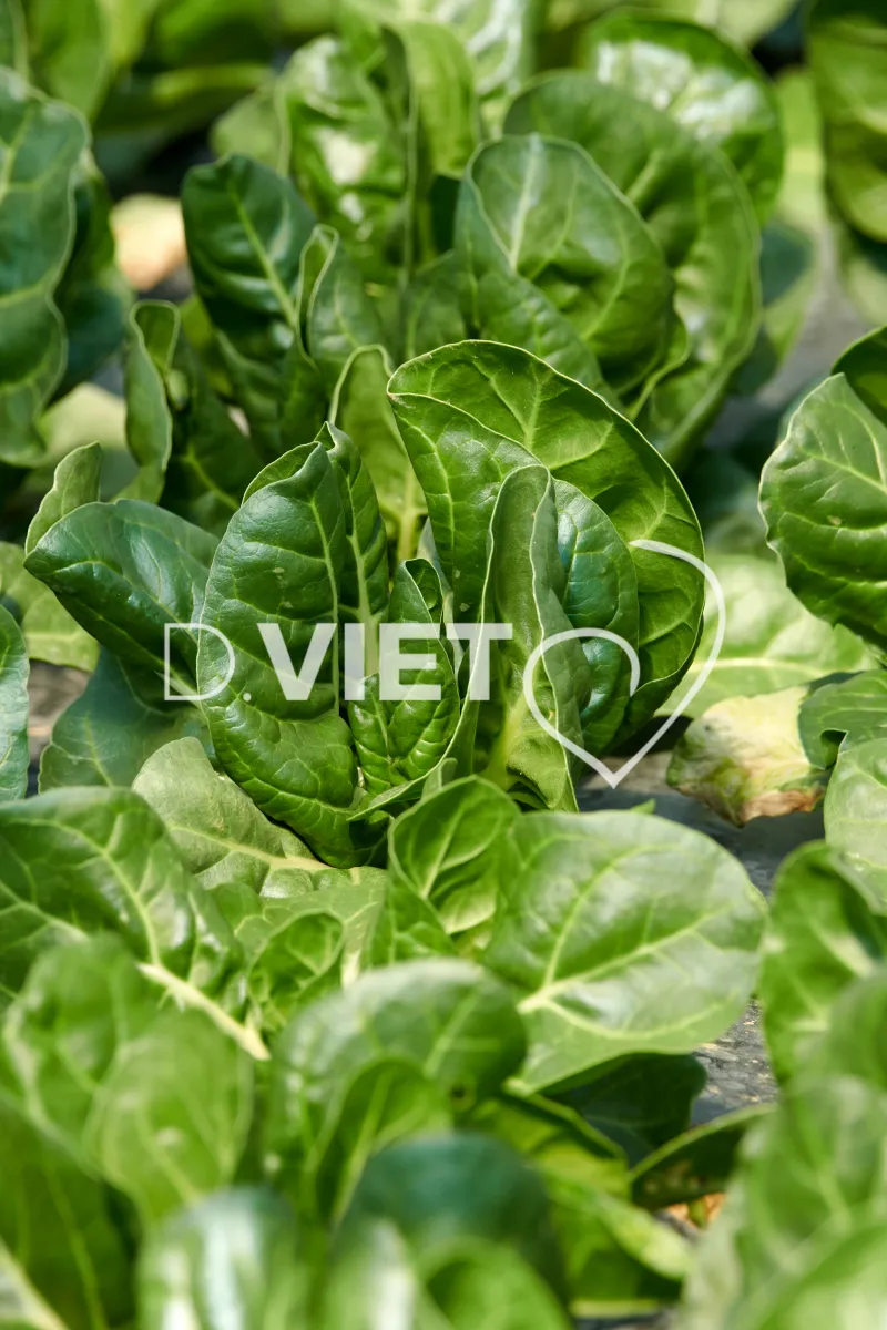 Photo Dominique VIET - les serres