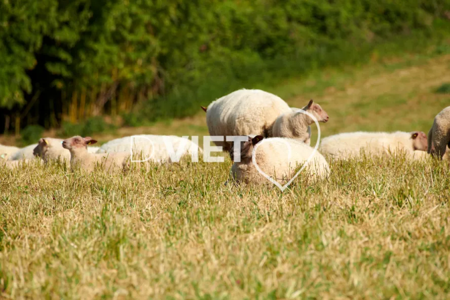 Photo Dominique VIET - Moutons rouges de l'ouest & Suffolk