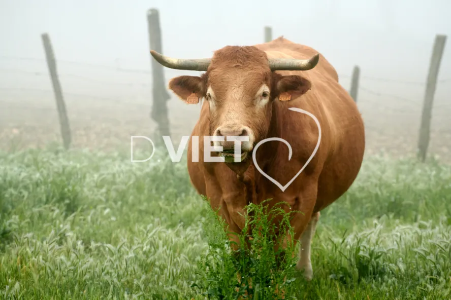 Photo Dominique VIET - Vaches et prè Limousines