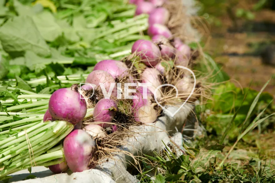 Photo Dominique VIET - Récolte des navets