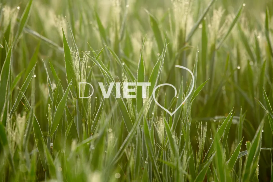 Photo Dominique VIET - Rosée du matin