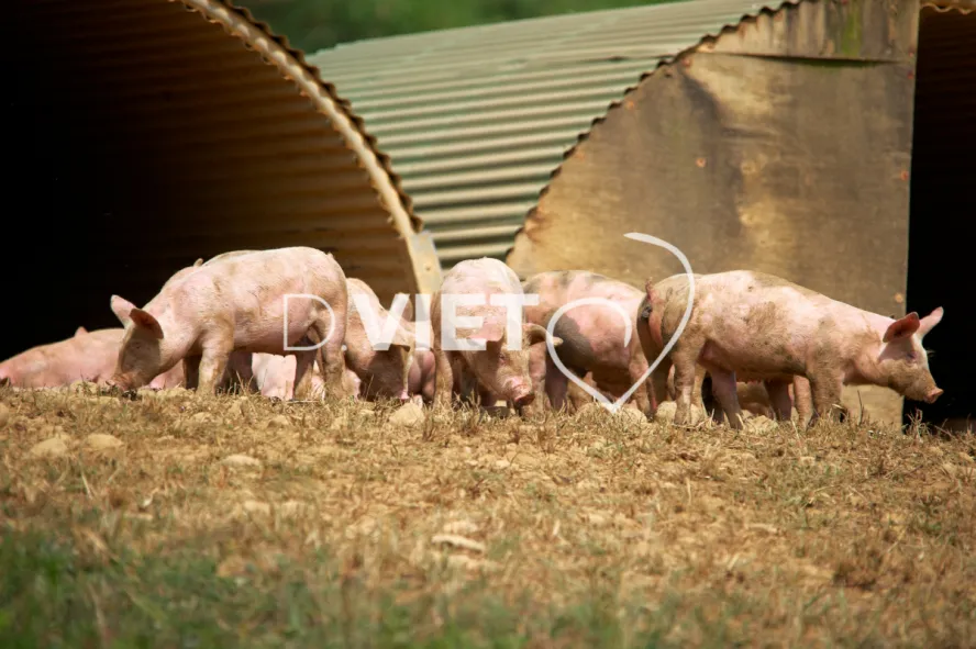 Photo Dominique VIET - Porcelets