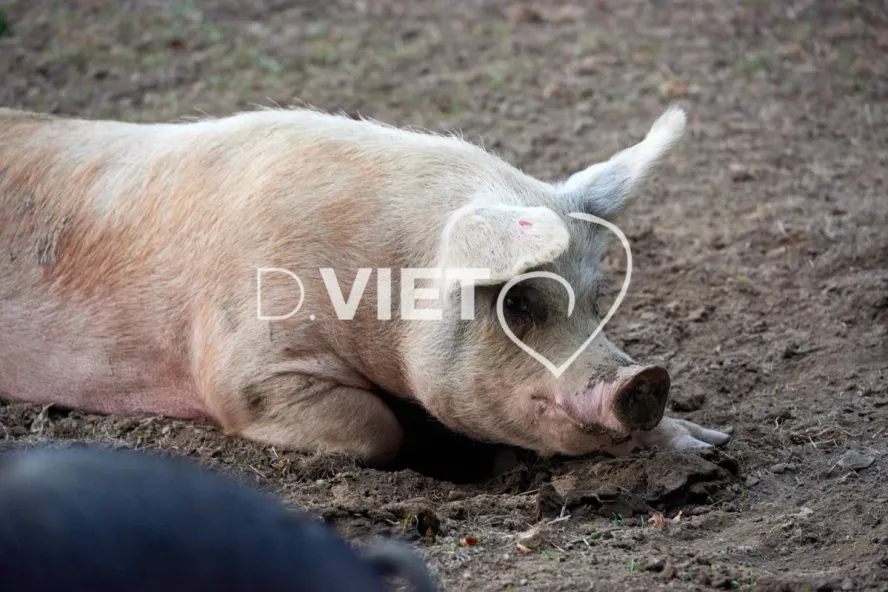 Photo Dominique VIET - Truies en plein air