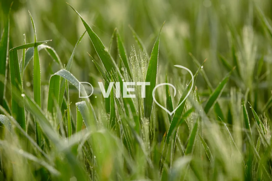 Photo Dominique VIET - Rosée du matin