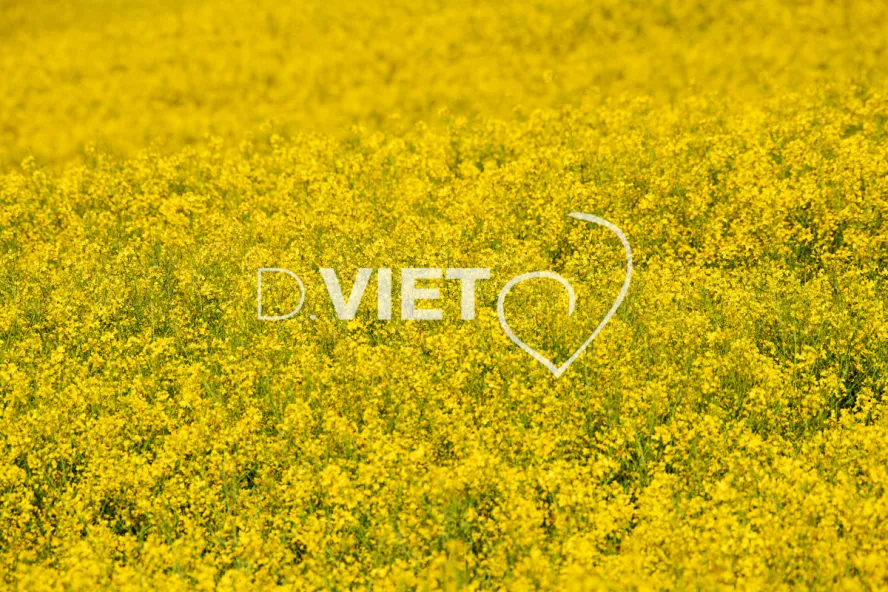 Photo Dominique VIET - Colza