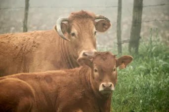 Photo Dominique VIET - Vaches et pr&egrave; Limousines