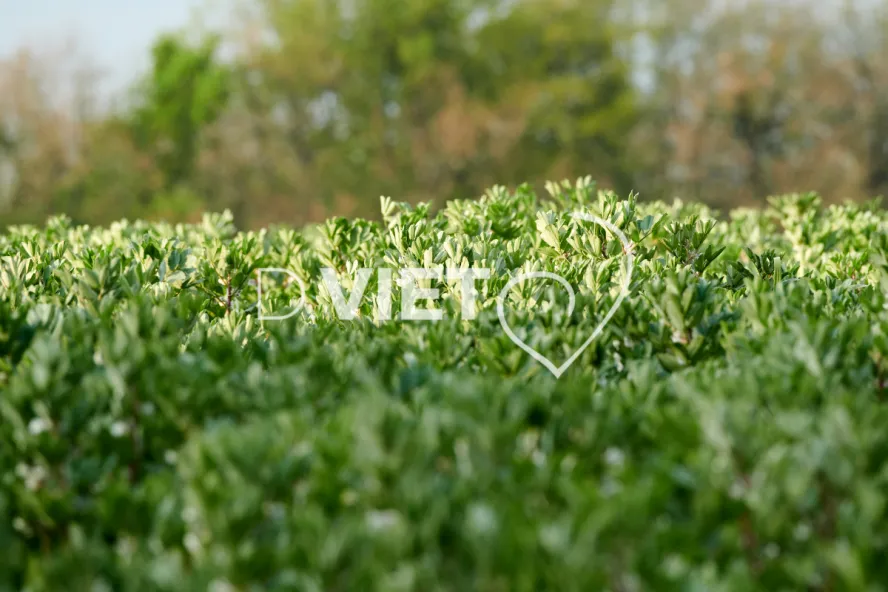 Photo Dominique VIET - Féves