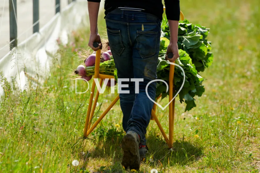 Photo Dominique VIET - Récolte des navets