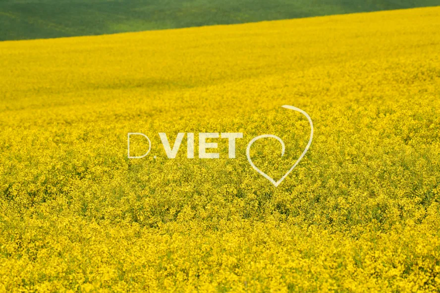 Photo Dominique VIET - Colza