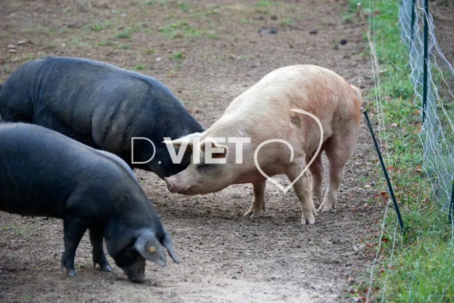 Photo Dominique VIET - Truies en plein air
