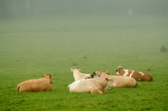 Photo Dominique VIET - Vaches et pr&egrave; Limousines charolais