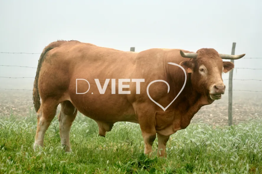 Photo Dominique VIET - Vaches et prè Limousines