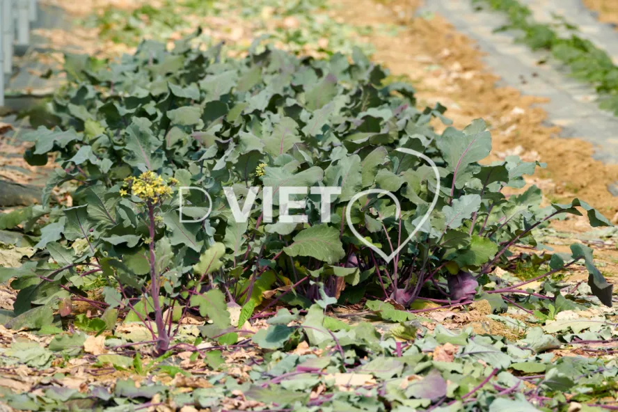 Photo Dominique VIET - les serres