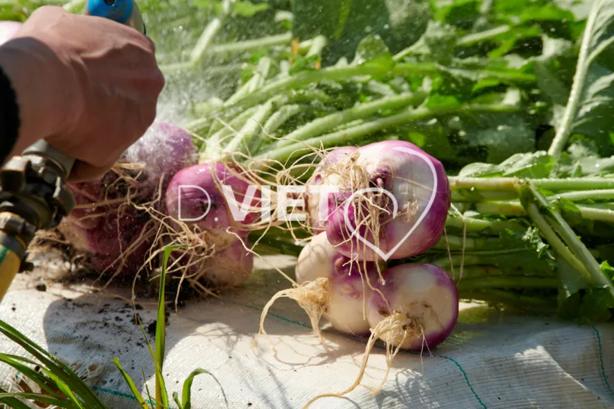 Photo Dominique VIET - Récolte des navets