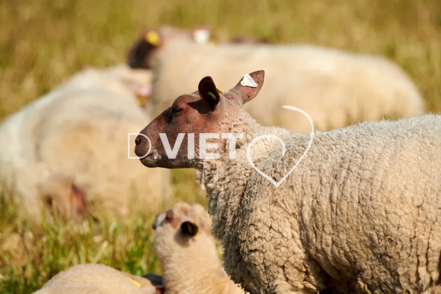 Photo Dominique VIET - Moutons rouges de l'ouest