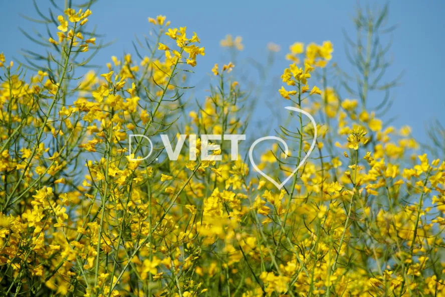 Photo Dominique VIET - Colza