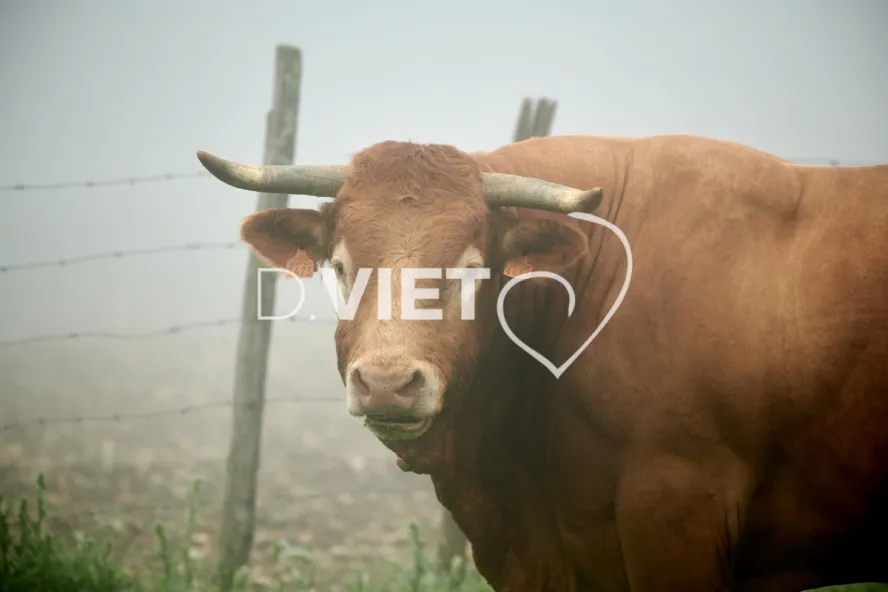 Photo Dominique VIET - Vaches et prè Limousines