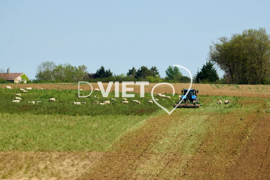 Photo Dominique VIET - Déchaumage préparation pour semis