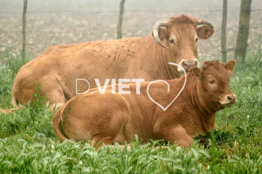 Photo Dominique VIET - Vaches et prè Limousines
