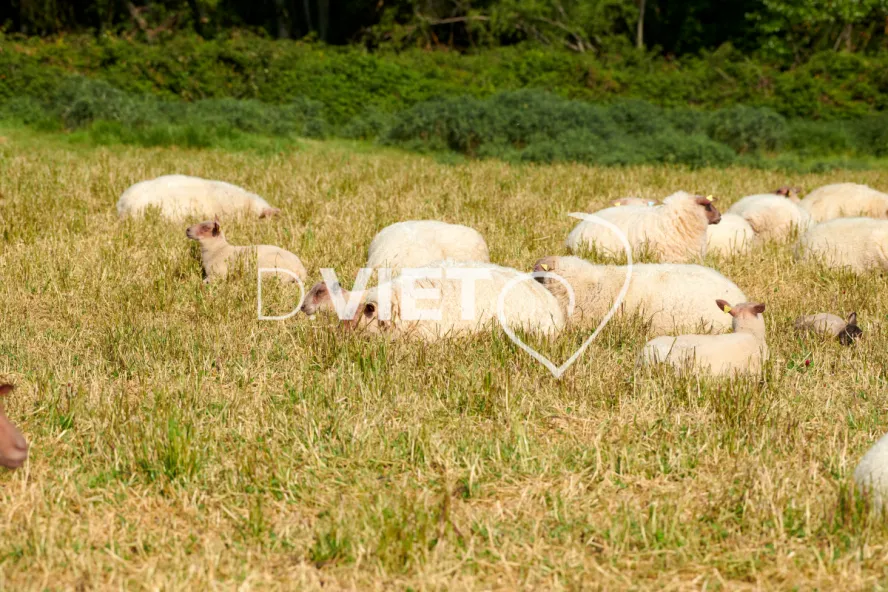 Photo Dominique VIET - Moutons rouges de l'ouest