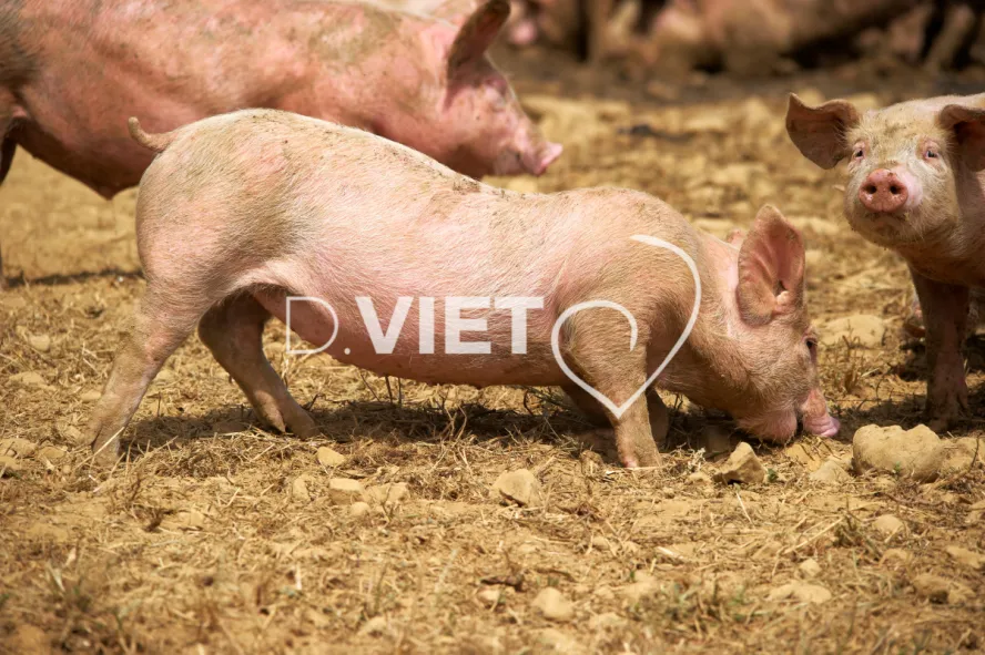 Photo Dominique VIET - Porcelets