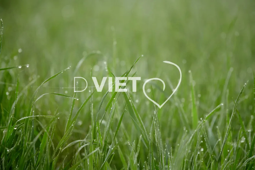 Photo Dominique VIET - Rosée du matin