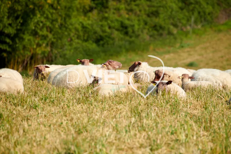 Photo Dominique VIET - Moutons rouges de l'ouest