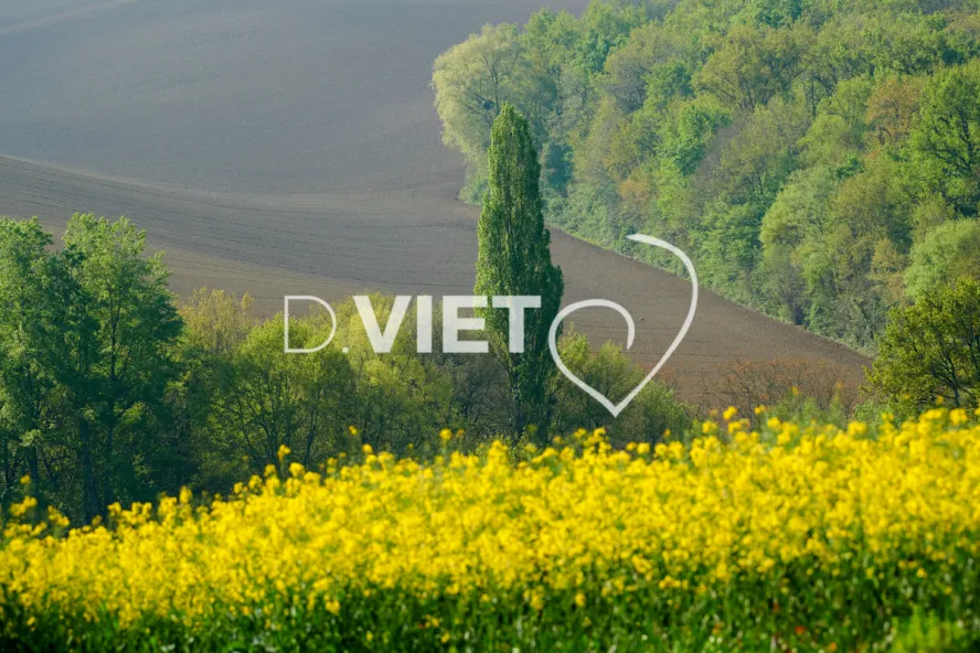 Photo Dominique VIET - Colza