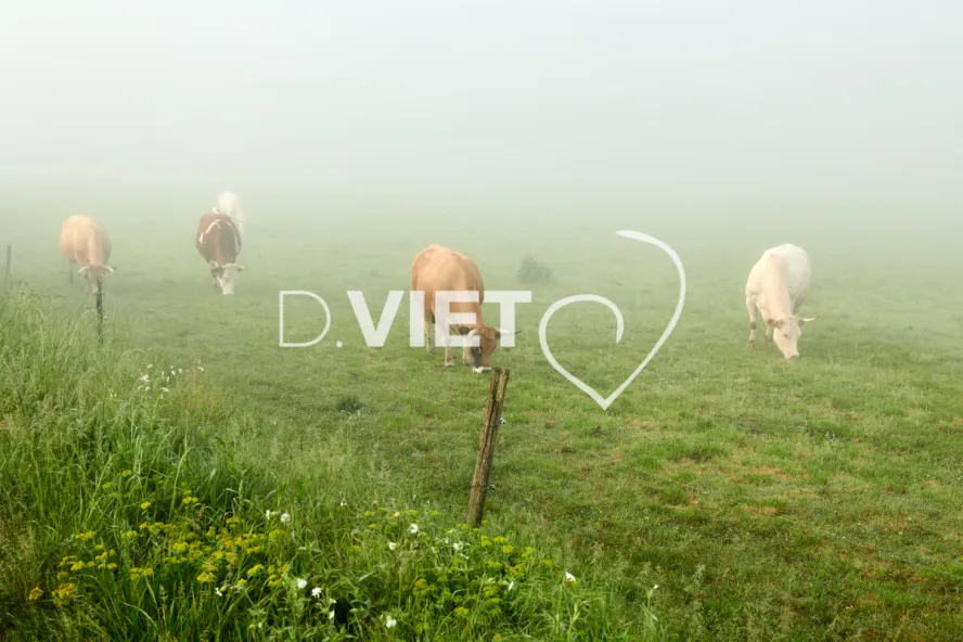 Photo Dominique VIET - Vaches et prè