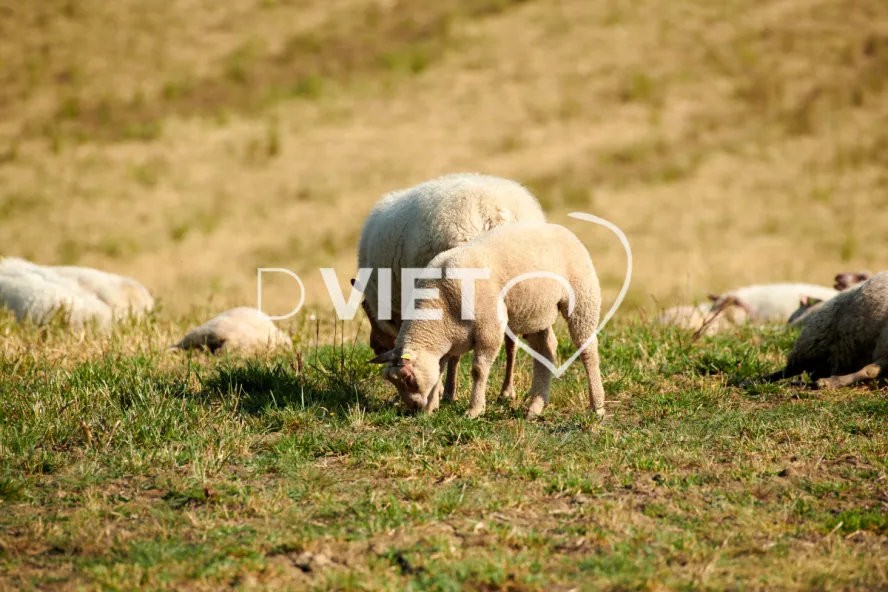 Photo Dominique VIET - Moutons rouges de l'ouest